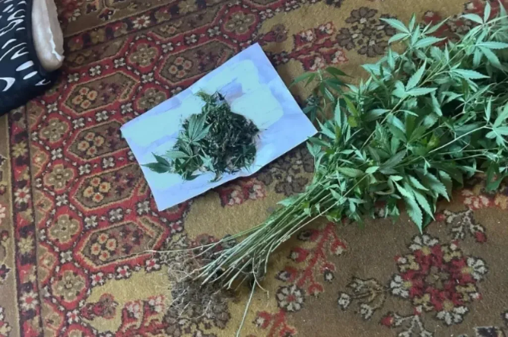 Пенсионерка из Комсомольского района получила условный срок за 346 кустов конопли