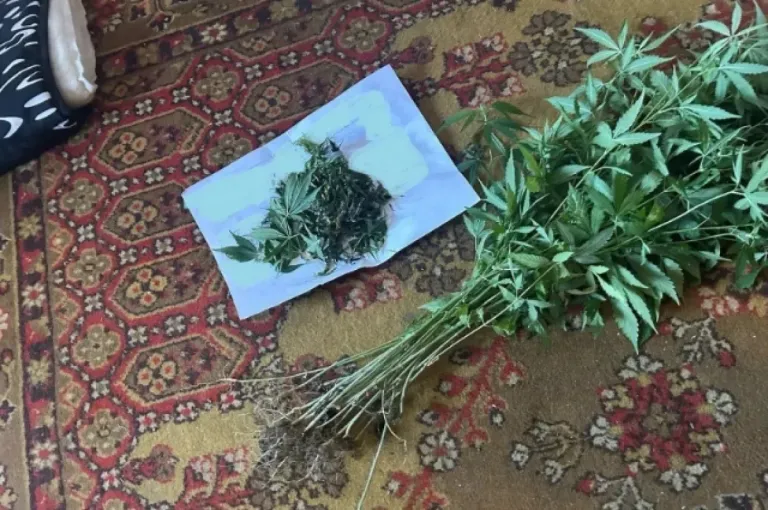 Пенсионерка из Комсомольского района получила условный срок за 346 кустов конопли