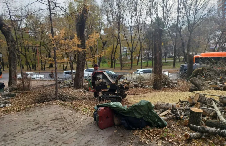 На бульварах Хабаровска весной высадят лианы и молодые деревья